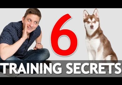 6 Dog Training Secrets in 5 Minutes!