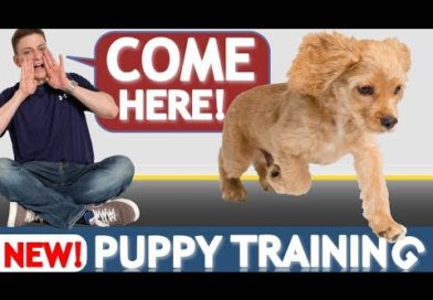 How to Train your Puppy to Come When Called NOW AND FOREVER!