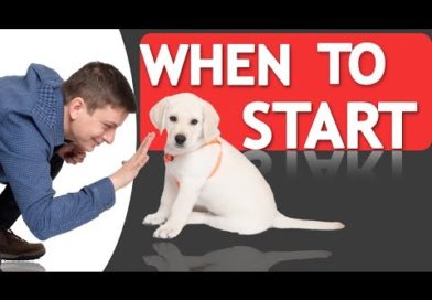When Should you Start Training your Dog?